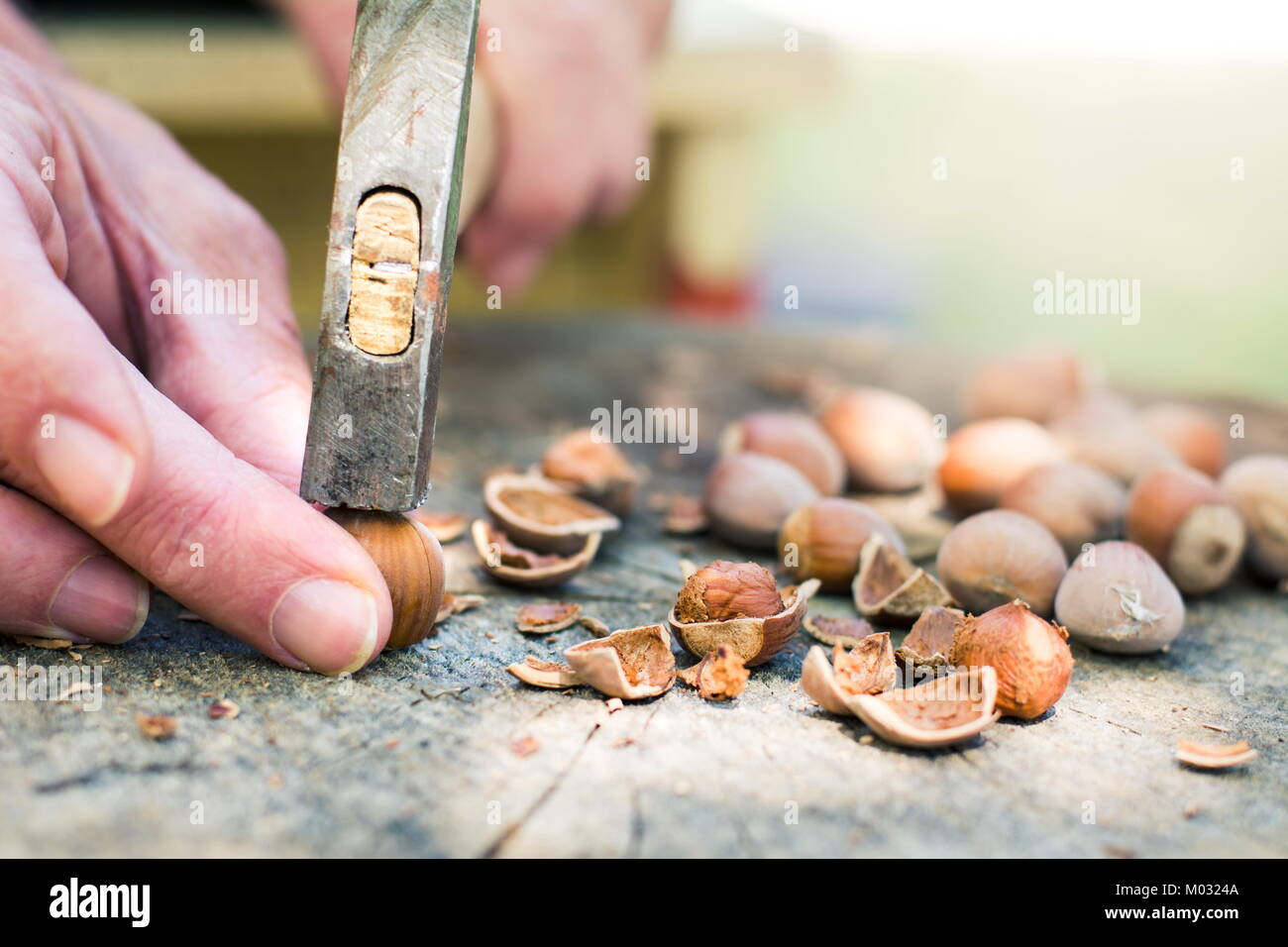 Man Risse Haselnüsse mit einem Hammer in den Hinterhof Stockfoto