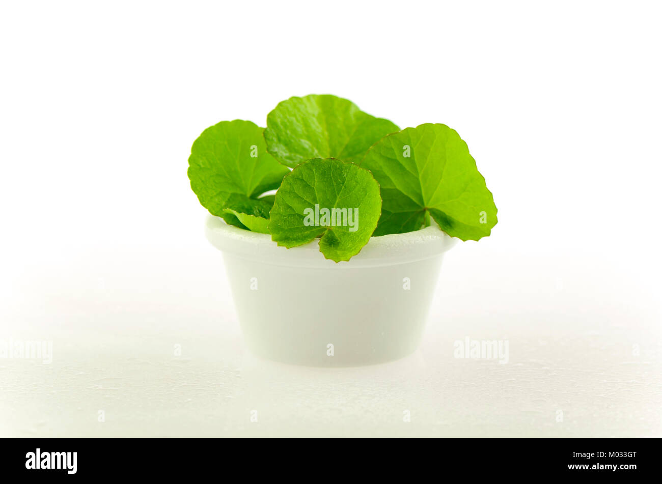 Natürliche Gotu-Kola Blätter in weiß Topf auf weißem Hintergrund. Stockfoto