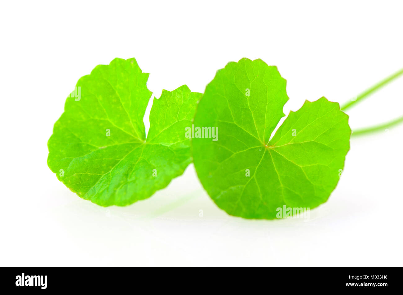 Natürliche Gotu-Kola Blätter auf weißem Hintergrund. Stockfoto