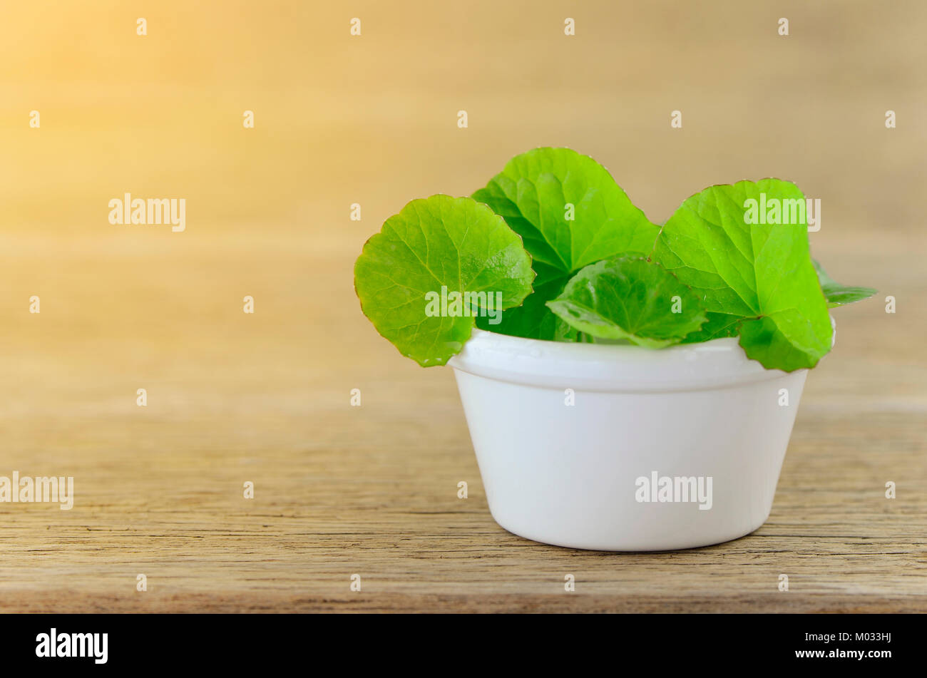 Natürliche Gotu-Kola Blätter in weiß Topf mit warmen Licht Ton. Stockfoto