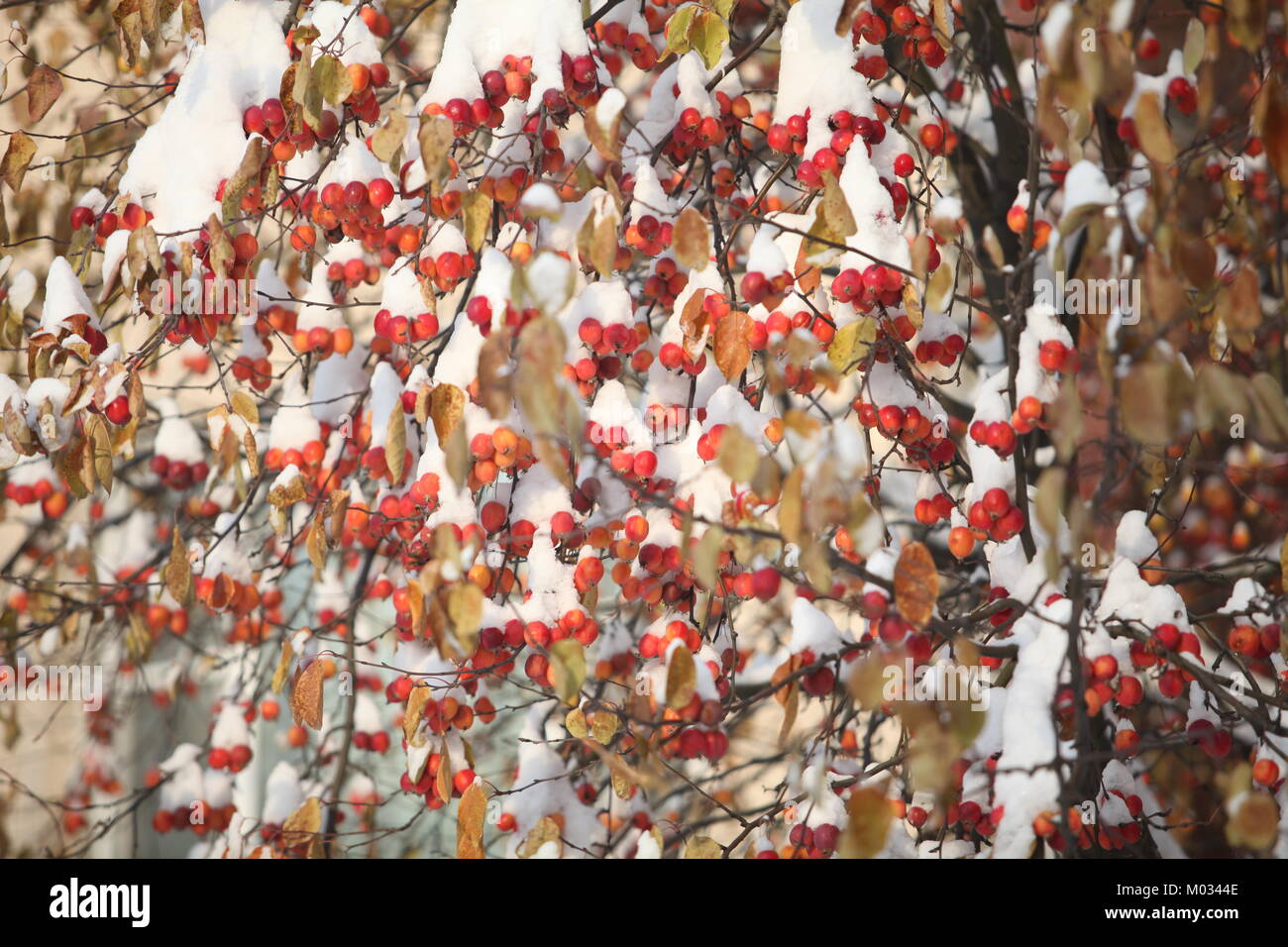 Rote Äpfel auf den Zweigen bedeckt Schnee Stockfoto