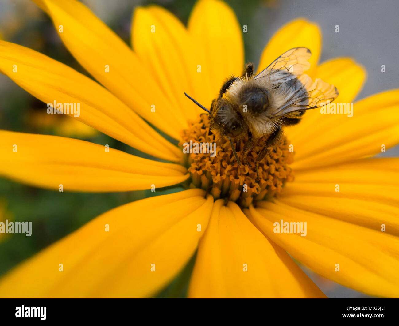 Dieses Bild zeigt wahrscheinlich eine geschäftige, geschäftige Szene voller Aktivität. Sie unterstreicht die rasante Natur des täglichen Lebens und zeigt eine überfüllte Umgebung oder eine Umgebung, die durch ständige Bewegung und Interaktion gekennzeichnet ist. Stockfoto