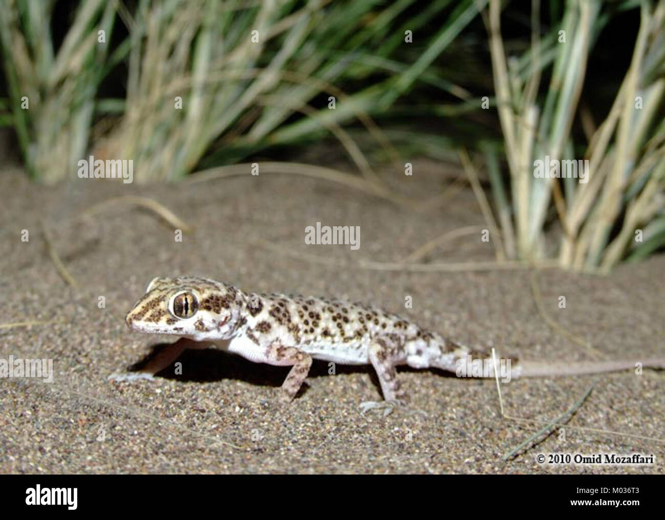 Bunopus tuberculatus ist eine Gecko-Art, die im Nahen Osten vorkommt. Dieses kleine Reptil zeichnet sich durch seine tuberkulöse Haut aus und passt sich gut an trockene Umgebungen an, die oft felsige oder sandige Gebiete bewohnen. Stockfoto