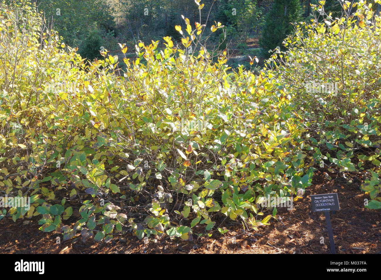 Calycanthus occidentalis - Humboldt Botanischer Garten - Eureka, Kalifornien - DSC 02526 Stockfoto