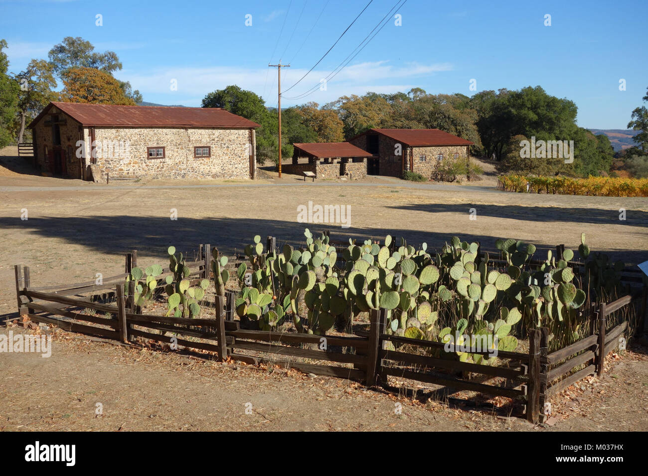 Cactus patch mit Sherry Scheune, Gülle, Pi und Stallion Scheune - Jack London State Historic Park - DSC 03822 Stockfoto