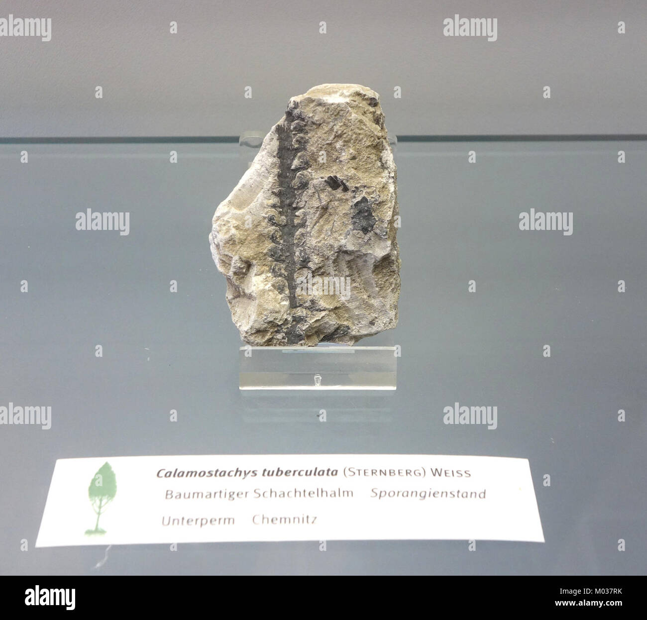 Das Fossil Calamostachys tuberculata, das im Botanischen Garten in Dresden ausgestellt wurde, stellt eine antike Art aus dem Pflanzenreich dar und bietet Einblicke in die Paläobotanik und das prähistorische Leben. Stockfoto