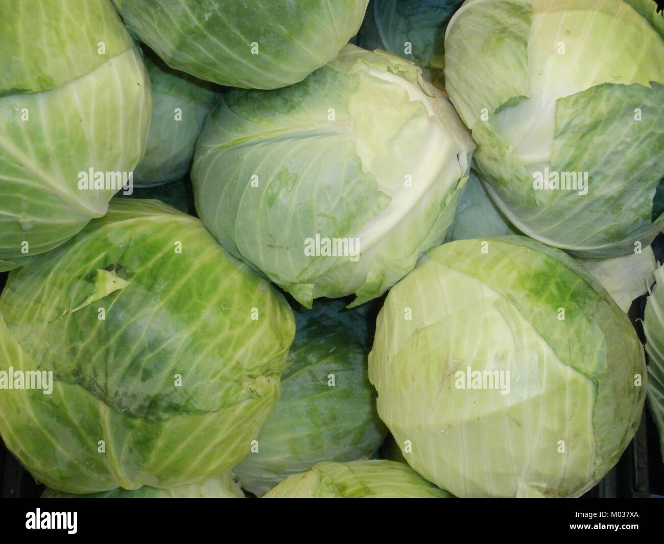 Ein Bild von Kohl, der auf einem Markt oder in einem landwirtschaftlichen Betrieb gelagert ist und seine Anordnung und seine Rolle in der Landwirtschaft und der Nahrungsmittelproduktion unterstreicht. Stockfoto