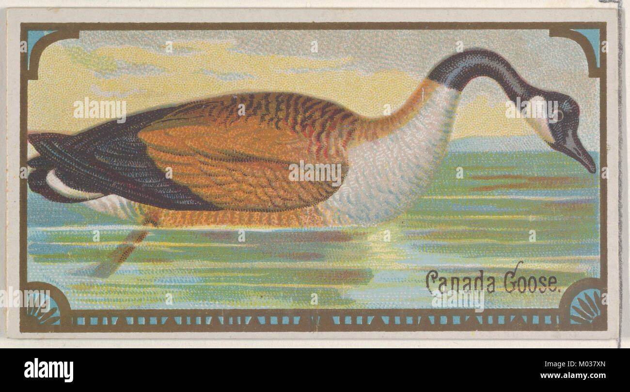 Dieses Bild zeigt die Canada Goose aus der Game Birds Serie (N13), produziert von Allen & Ginter Cigarettes. Die Serie war eine Sammlung von Handelskarten mit verschiedenen Vogelarten und wurde Ende des 19. Jahrhunderts produziert. Stockfoto