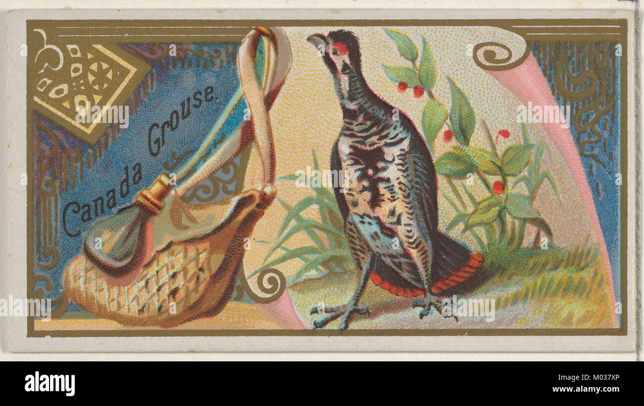 The Canada Grouse ist in der Game Birds Serie (N13) von Allen & Ginter Cigarettes zu sehen. Diese Sammlerkarte stellt die Vogelart dar, ein wichtiger Teil der Wildvogelfauna Nordamerikas, und spiegelt ihre Popularität in der Jagdkultur im späten 19. Jahrhundert wider. Stockfoto