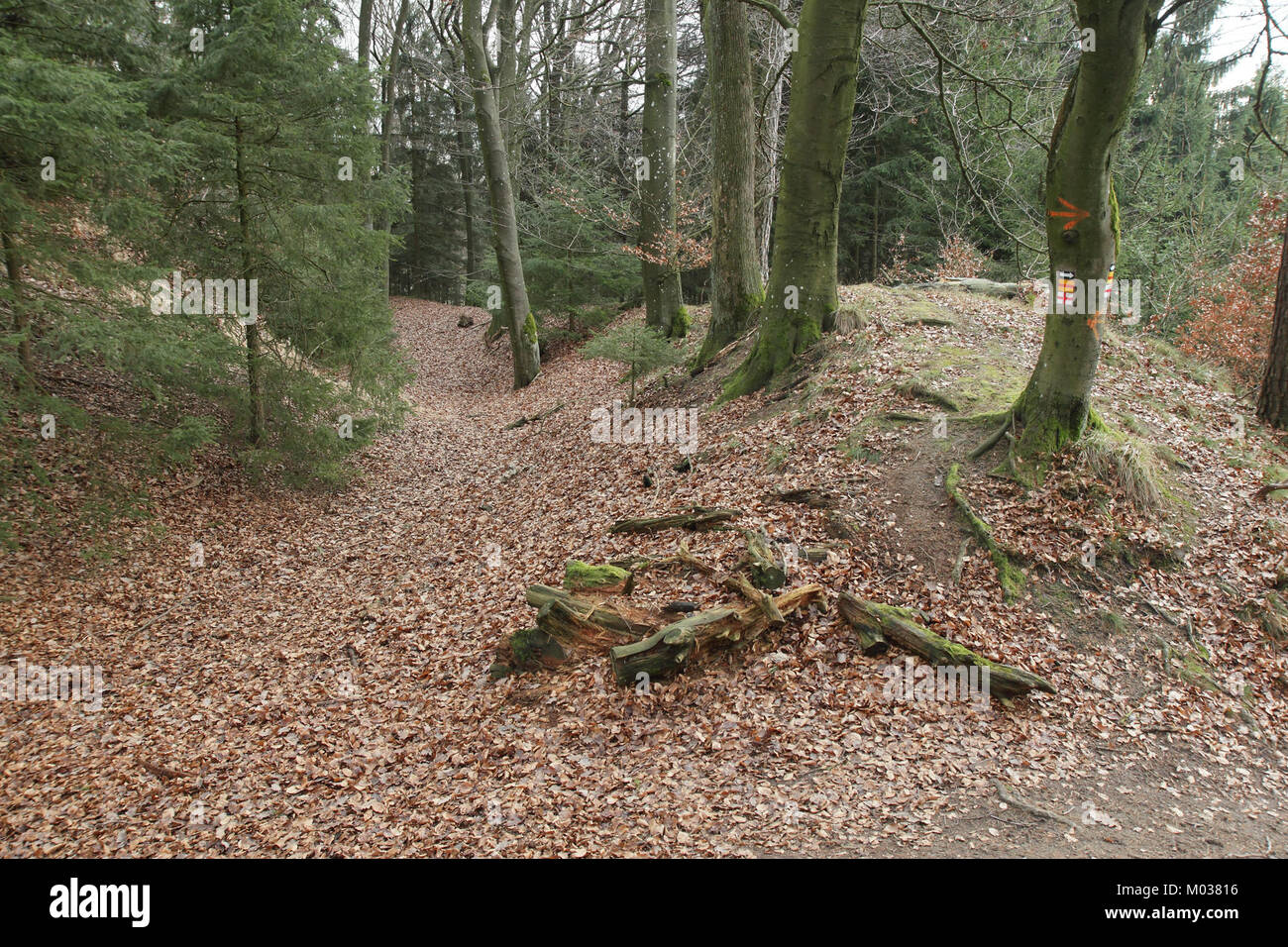 Der Burgstall Stauf, eine mittelalterliche Burgruine in Deutschland, stellt einen wesentlichen Teil der Geschichte der Region dar, insbesondere in Bezug auf feudale Strukturen und Befestigungen. Stockfoto