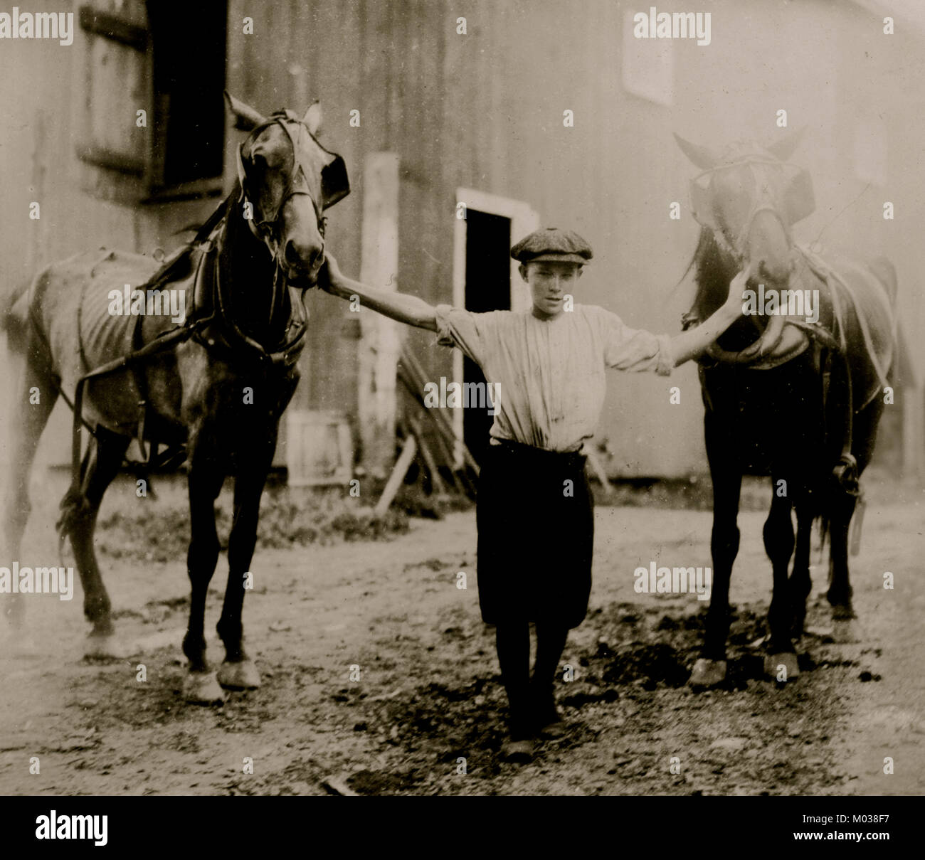 Pferde betreut Delivery Boy Milchprodukte; er Anhängekupplungen sie zu seinem Wagen Stockfoto