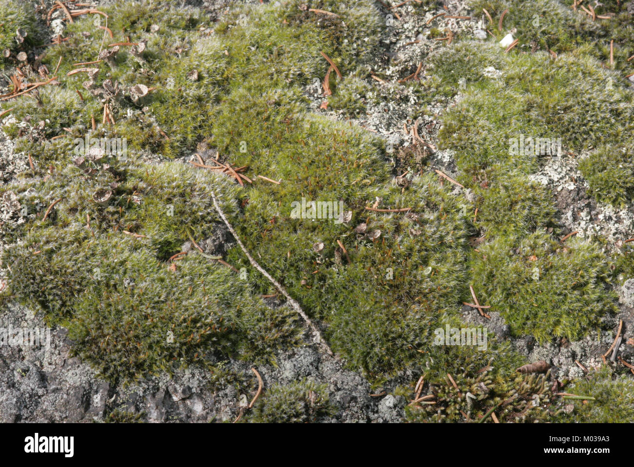 Bucklandiella heterosticha ist eine Moosart. Dieses Bild zeigt eine detaillierte Ansicht des Mooses, wobei seine Eigenschaften und seine Rolle im Ökosystem hervorgehoben werden. Stockfoto