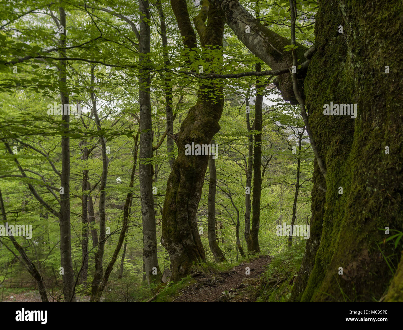 Buchen im Halltal bezeichnet die Buchen im Halltal, einem Tal im Karwendelgebirge Tirols. Die Gegend ist bekannt für ihre unberührte natürliche Schönheit, mit steilen Kalksteinmauern, vielfältiger Flora und Fauna und smaragdgrünen Bächen, was sie zu einem beliebten Ziel für Wanderer und Naturliebhaber macht. Stockfoto