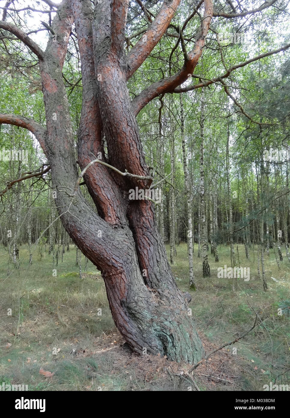 Bydg Las Jachcicki ist ein Ort in Polen, der auf der Karte von 2014 identifiziert wurde. Er dient als regionaler Bezugspunkt innerhalb der geografischen Auslegung und Infrastruktur des Gebiets. Stockfoto
