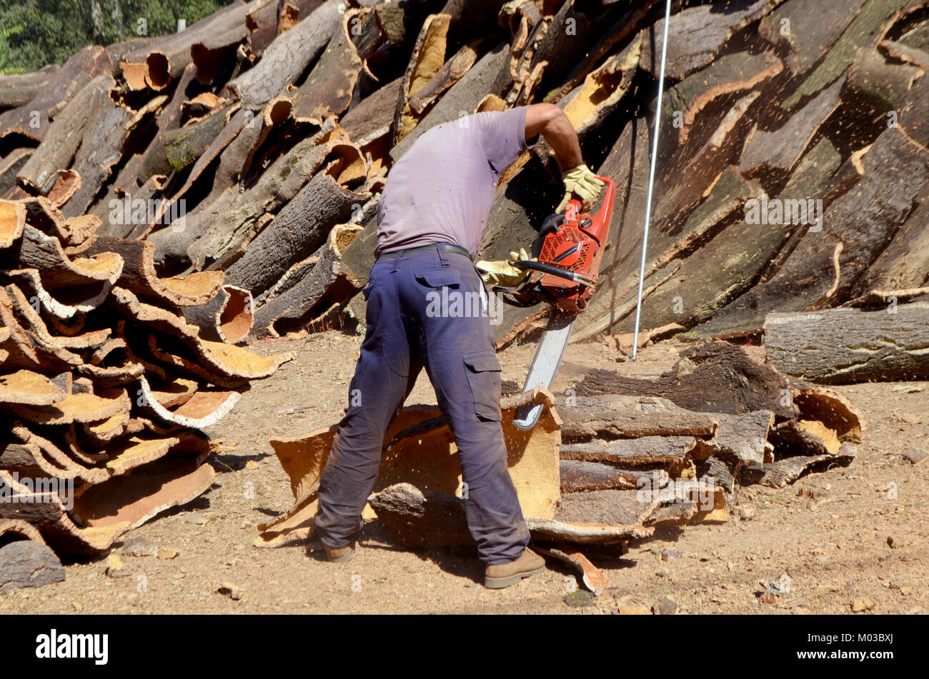 Mann Stripping Korkrinde Stockfoto