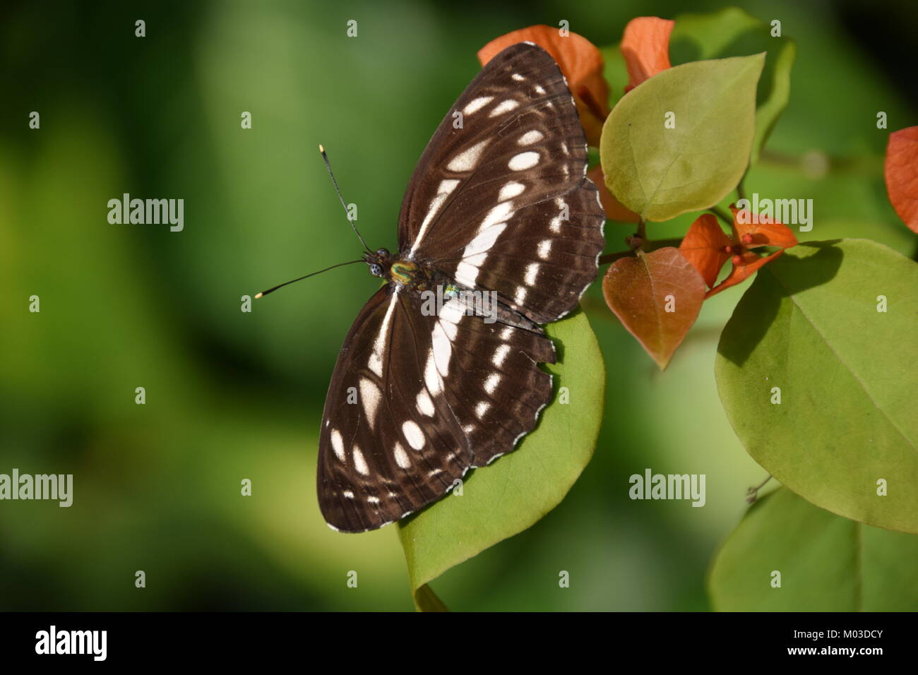 Seefahrer (Neptis hylas), Kelimutu, Flores, Indonesien Stockfoto