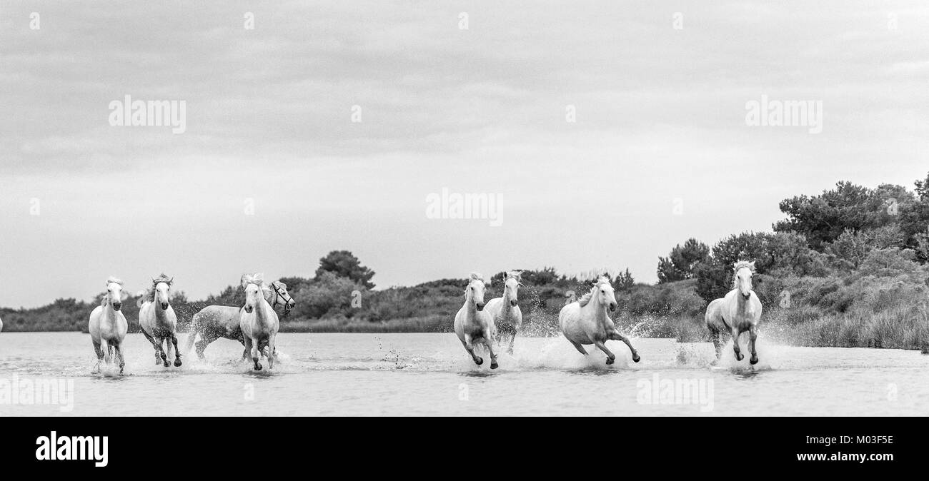 Weiße Camargue Pferde galoppieren durch Wasser. Parc Regional de Camargue - Provence, Frankreich Stockfoto