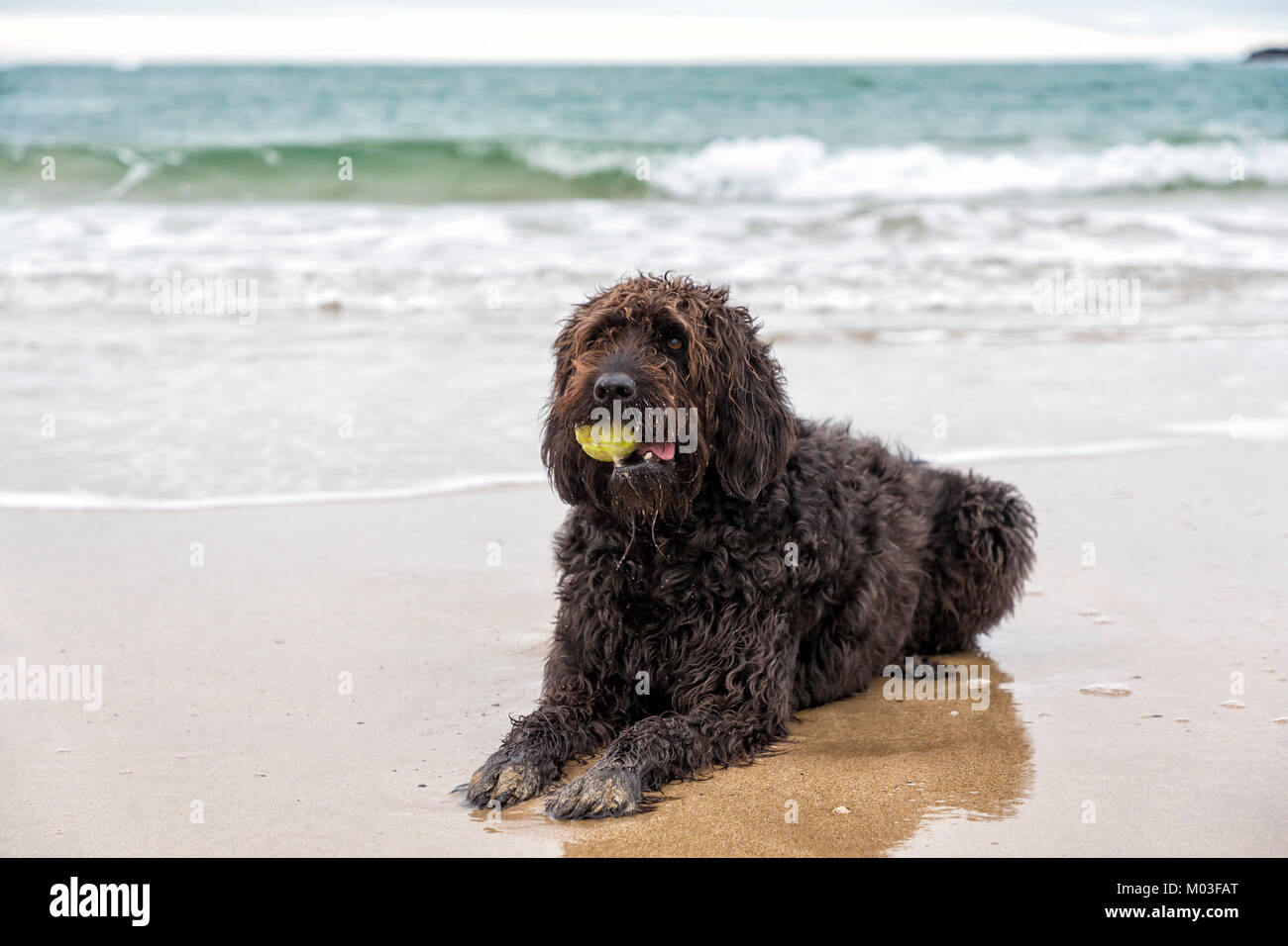 Schwarz Labradoodle mit gelben Tennisball im Maul an den Rand des Wassers liegt bei Trearddur Bay, heilige Insel Anglesey, Wales Stockfoto