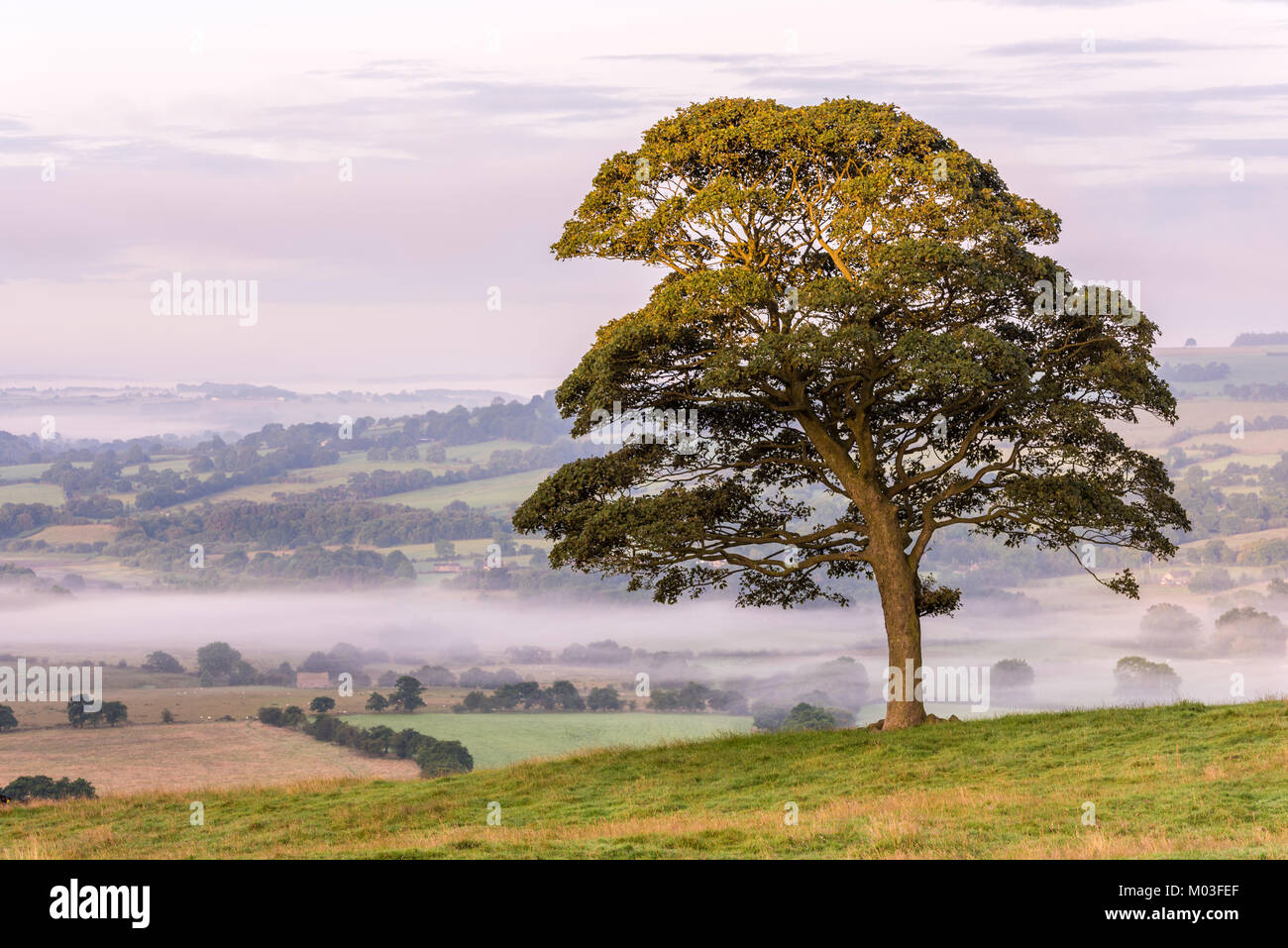 The Lone Tree - Misty Sunrise im Peak District Stockfoto