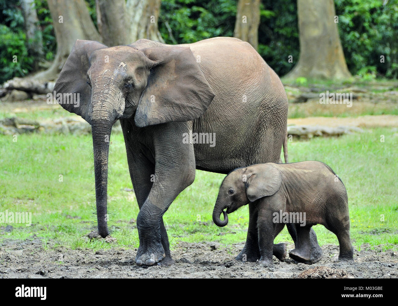 Der Elefant Kalb und elefantenkuh der Afrikanischen Wald Elefant, Loxodonta africana cyclotis. Auf der Dzanga Kochsalzlösung (eine Lichtung) Zentralafrikanische Stockfoto