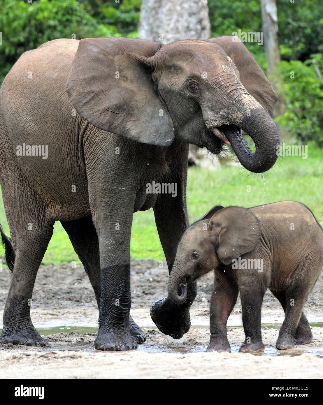 Der Elefant Kalb und elefantenkuh der Afrikanischen Wald Elefant, Loxodonta africana cyclotis. Auf der Dzanga Kochsalzlösung (eine Lichtung) Zentralafrikanische Stockfoto