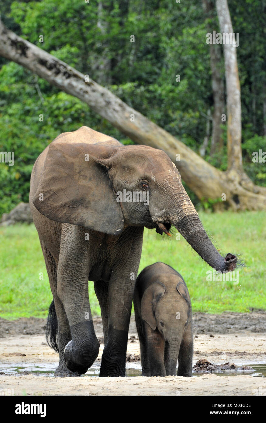 Der Elefant Kalb und elefantenkuh der Afrikanischen Wald Elefant, Loxodonta africana cyclotis. Auf der Dzanga Kochsalzlösung (eine Lichtung) Zentralafrikanische Stockfoto
