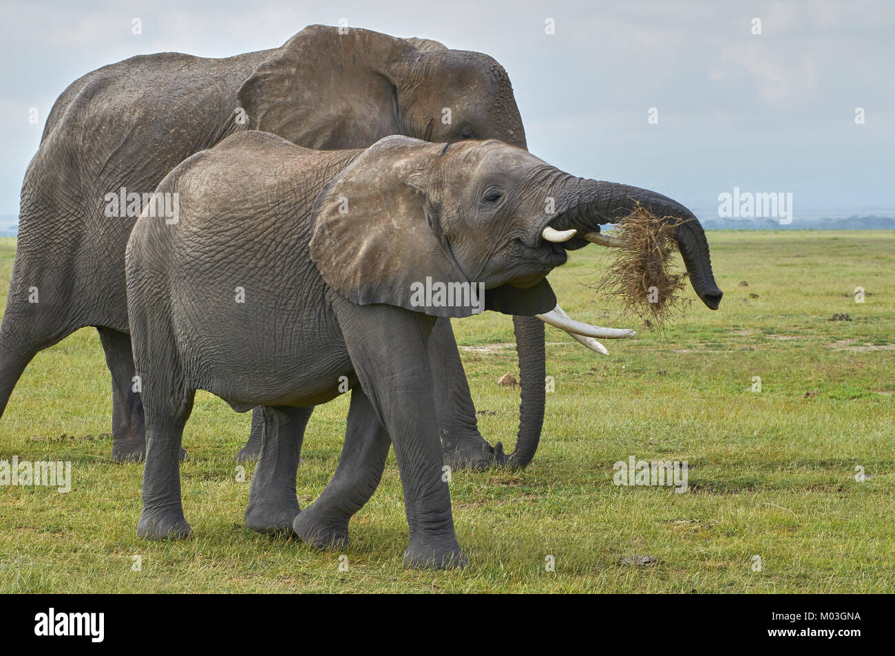 Afrikanische Elefanten und Kalb auf der Weide auf Gras. Amboseli. Kenia. Stockfoto