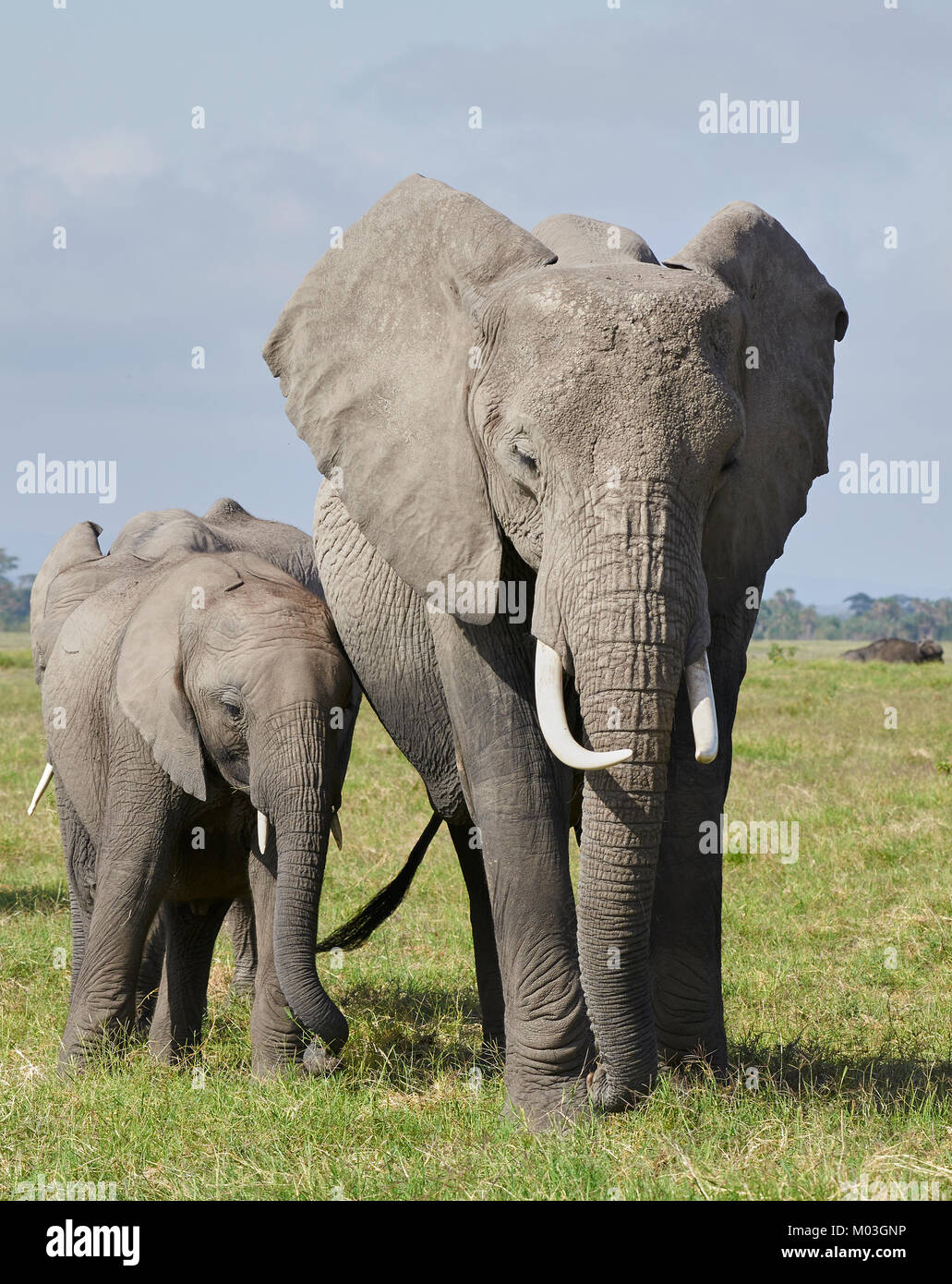 Afrikanische Elefanten und Kalb auf der Weide auf Gras. Amboseli. Kenia. Stockfoto