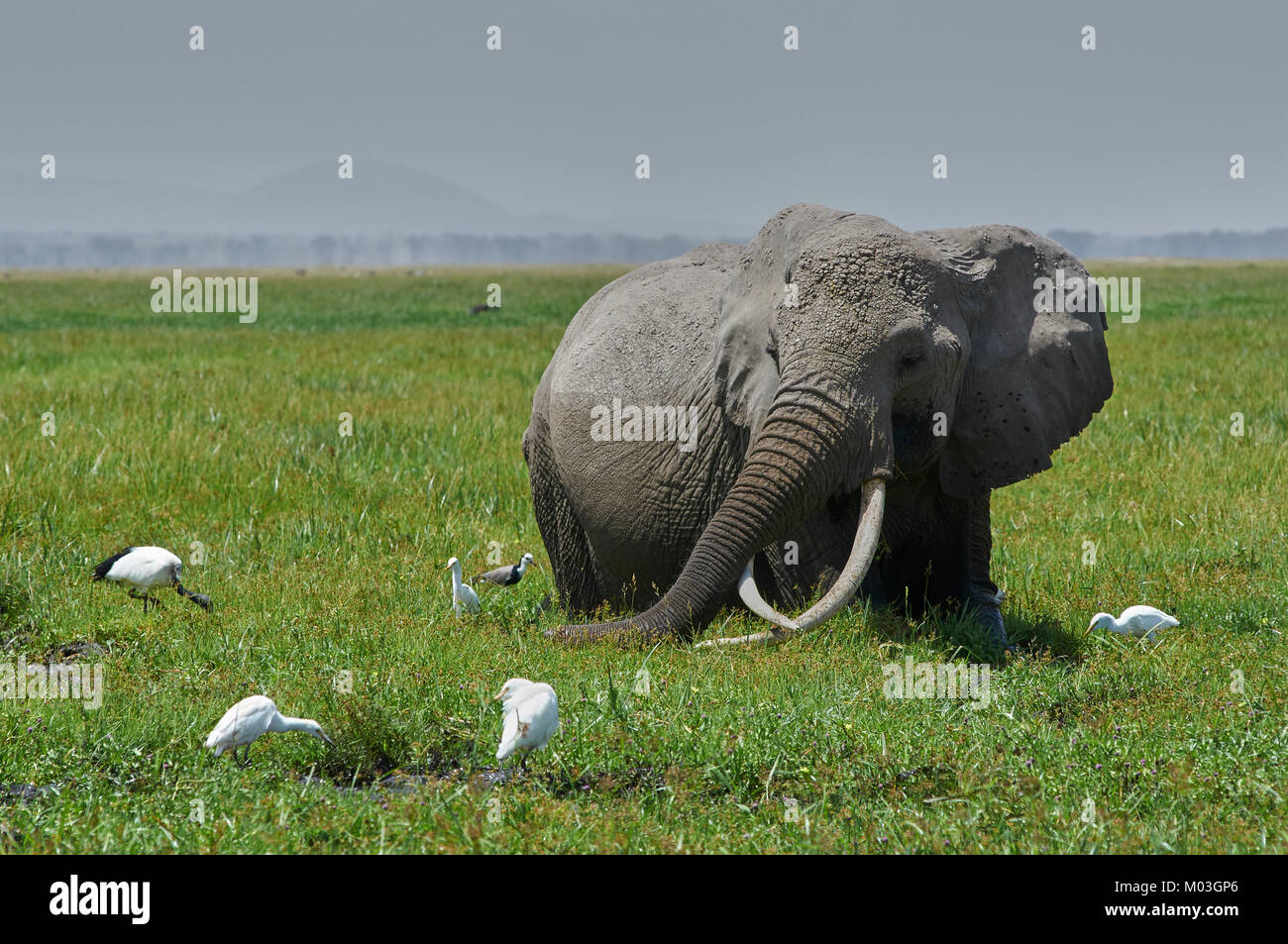 Berühmte Elephant Loxodonta africana) Echo Fütterung in einem Sumpf. Amboseli. Kenia. Stockfoto