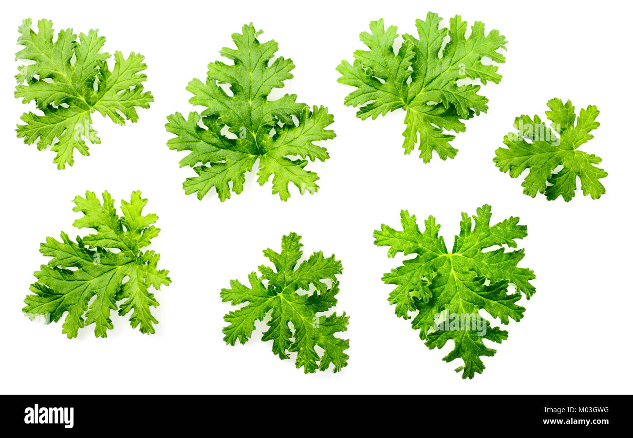 Frische rose Geranium Blätter isoliert auf weißem Stockfoto