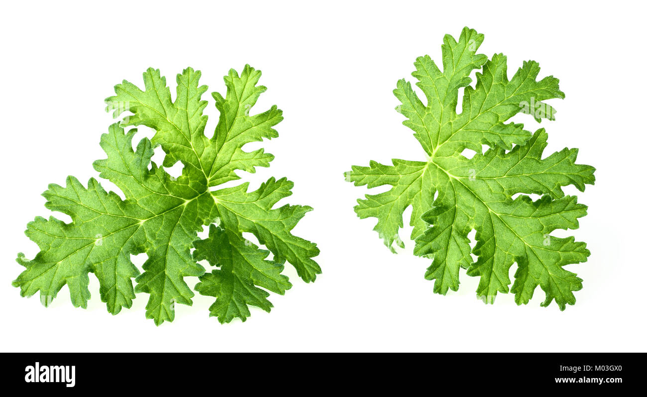 Frische rose Geranium Blätter isoliert auf weißem Stockfoto
