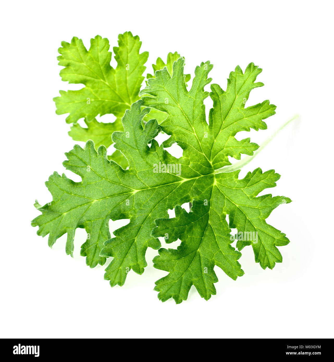 Frische rose Geranium Blätter isoliert auf weißem Stockfoto