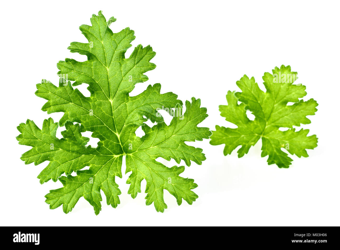 Frische rose Geranium Blätter isoliert auf weißem Stockfoto