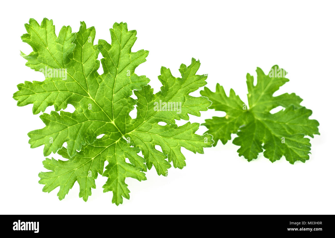 Frische rose Geranium Blätter isoliert auf weißem Stockfoto