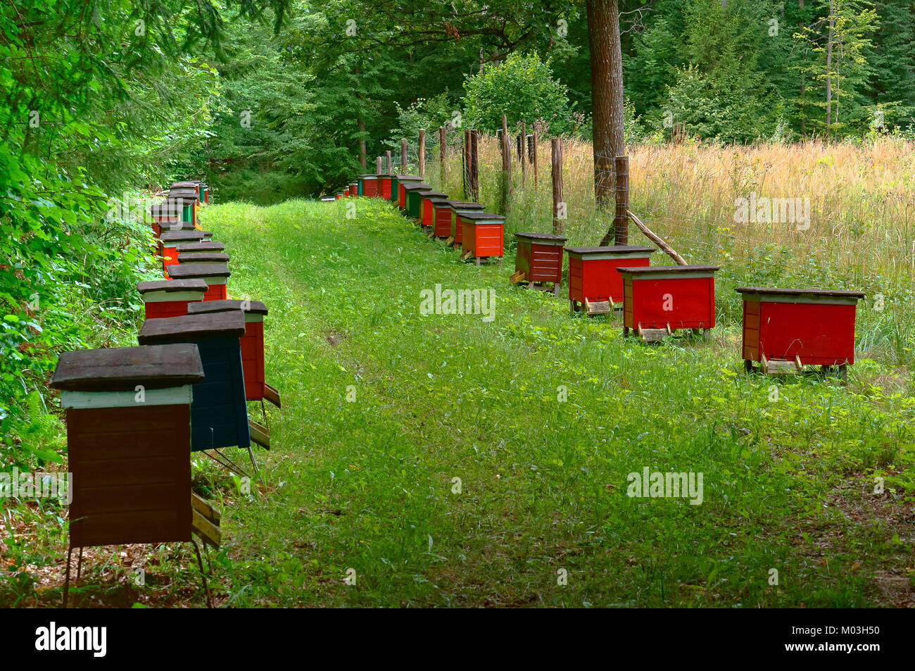 Biene Imkerei im Wald, die Häuser der Bienen Honig biene Bauernhof Natur Wald Stockfoto