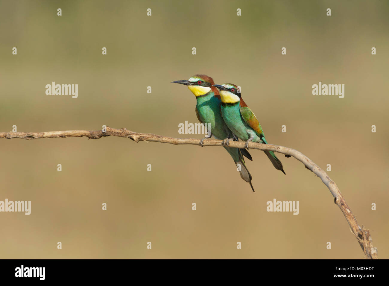 Europäische Bienenfresser (Merops apiaster) erwachsenen Paar zusammen gepresst, auf Zweig, Vojvodina, Serbien gehockt, Juni Stockfoto