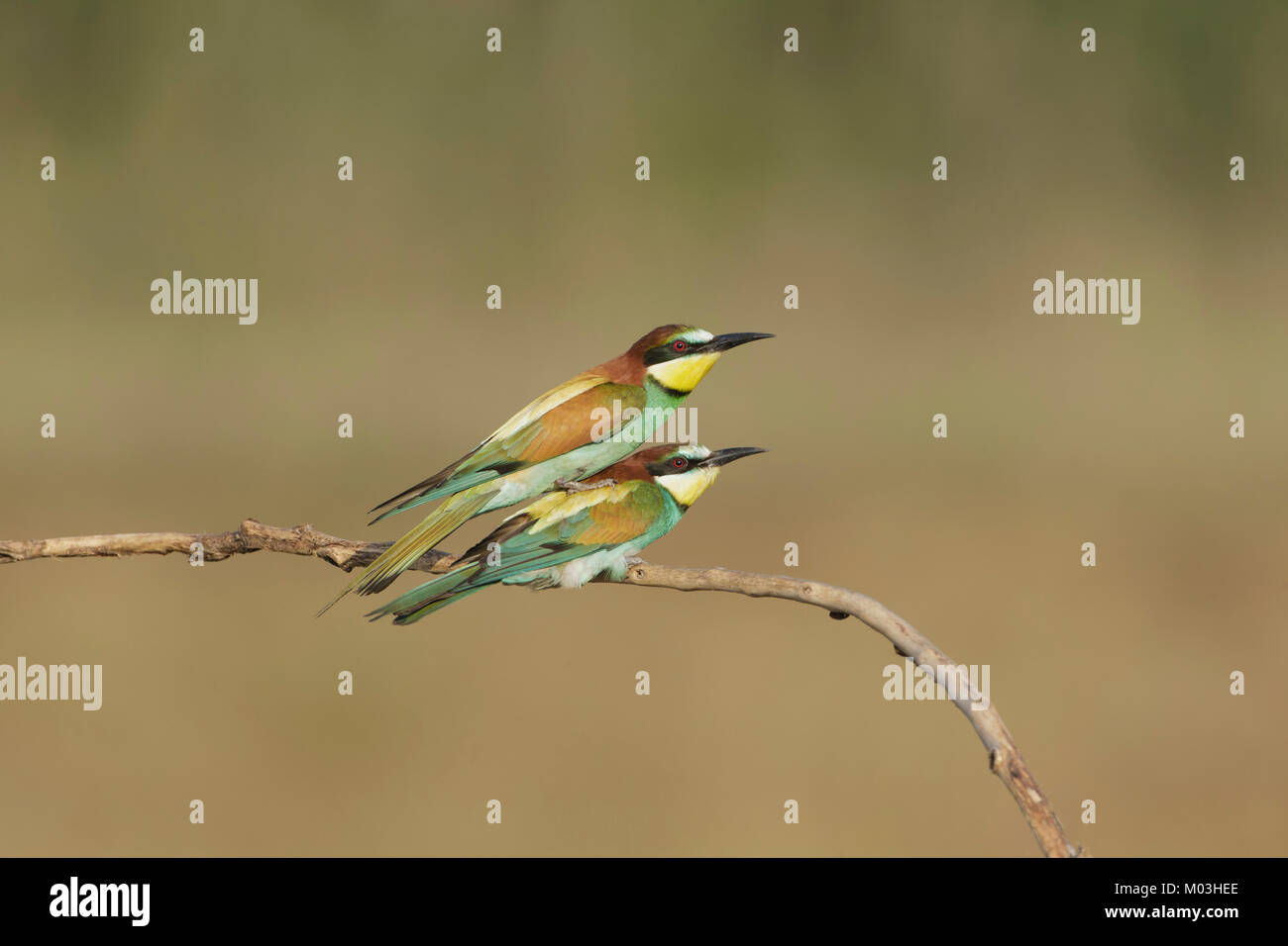 Europäische Bienenfresser (Merops apiaster) erwachsenen Paar Paaren auf Zweig, Vojvodina, Serbien, Juni Stockfoto