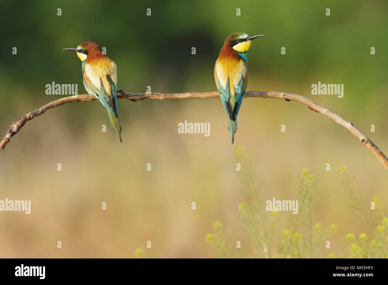 Europäische Bienenfresser (Merops apiaster) erwachsenen Paar, auf Zweig, Vojvodina, Serbien gehockt, Juni Stockfoto