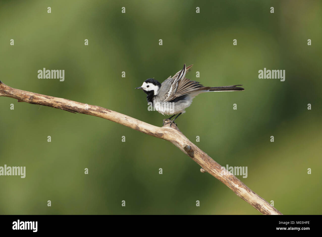 Bachstelze (Motacilla alba) Erwachsene, ruffling Federn, auf Zweig, Vojvodina, Serbien gehockt, Juni Stockfoto