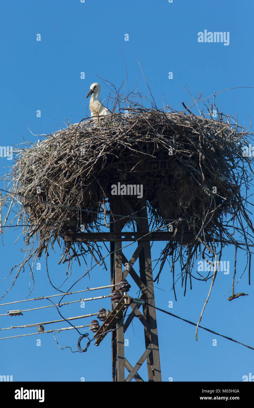 Weißstorch (Ciconia ciconia) ein Küken im Nest, auf elektrische Pylon gebaut, Vojvodina, Serbien, Juni Stockfoto