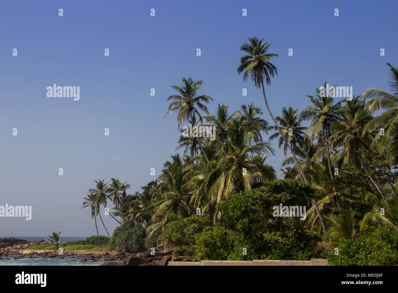 Palmen in Sri Lanka Stockfoto