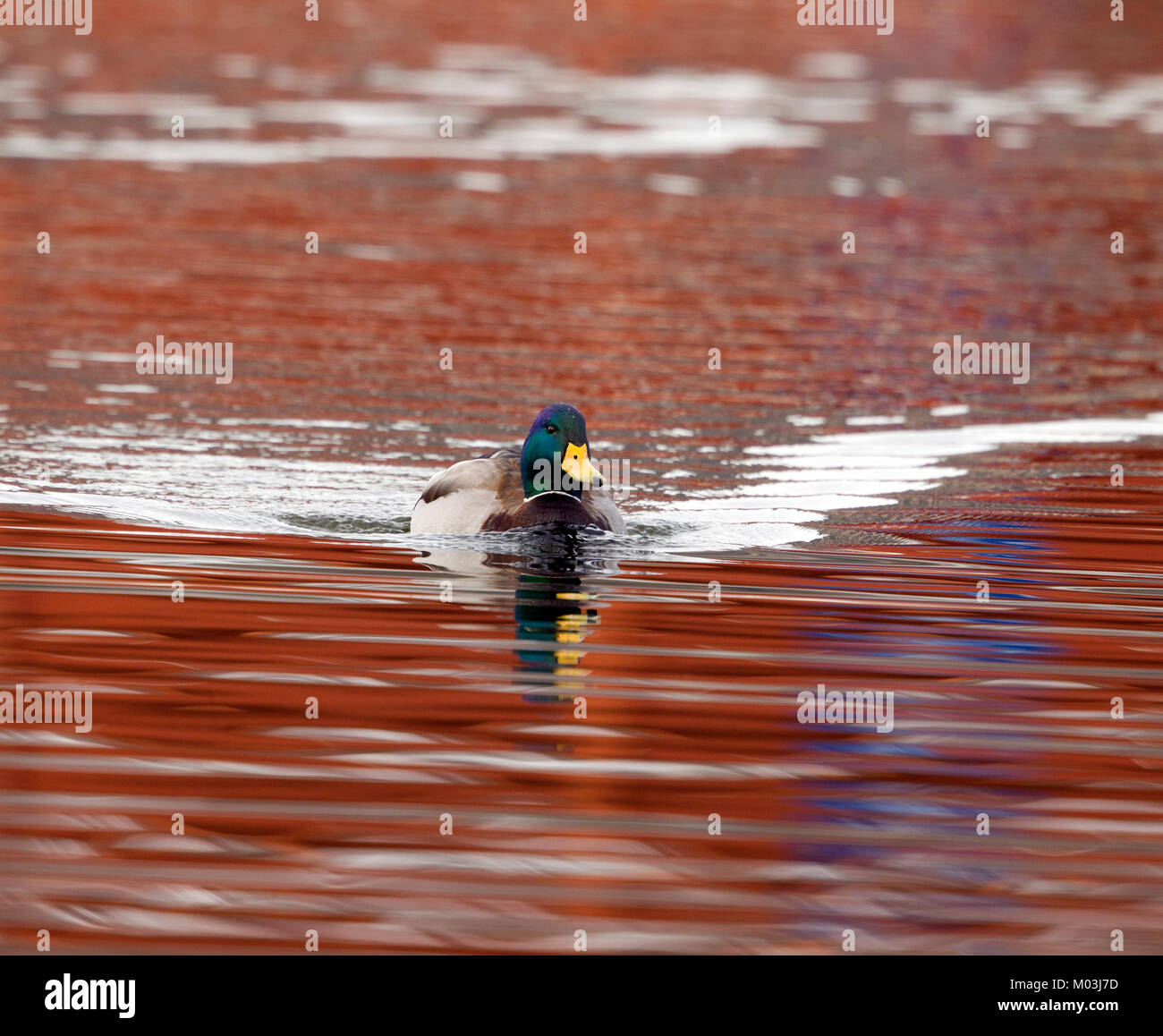 Mallard Drake auf Roten Wasser Stockfoto