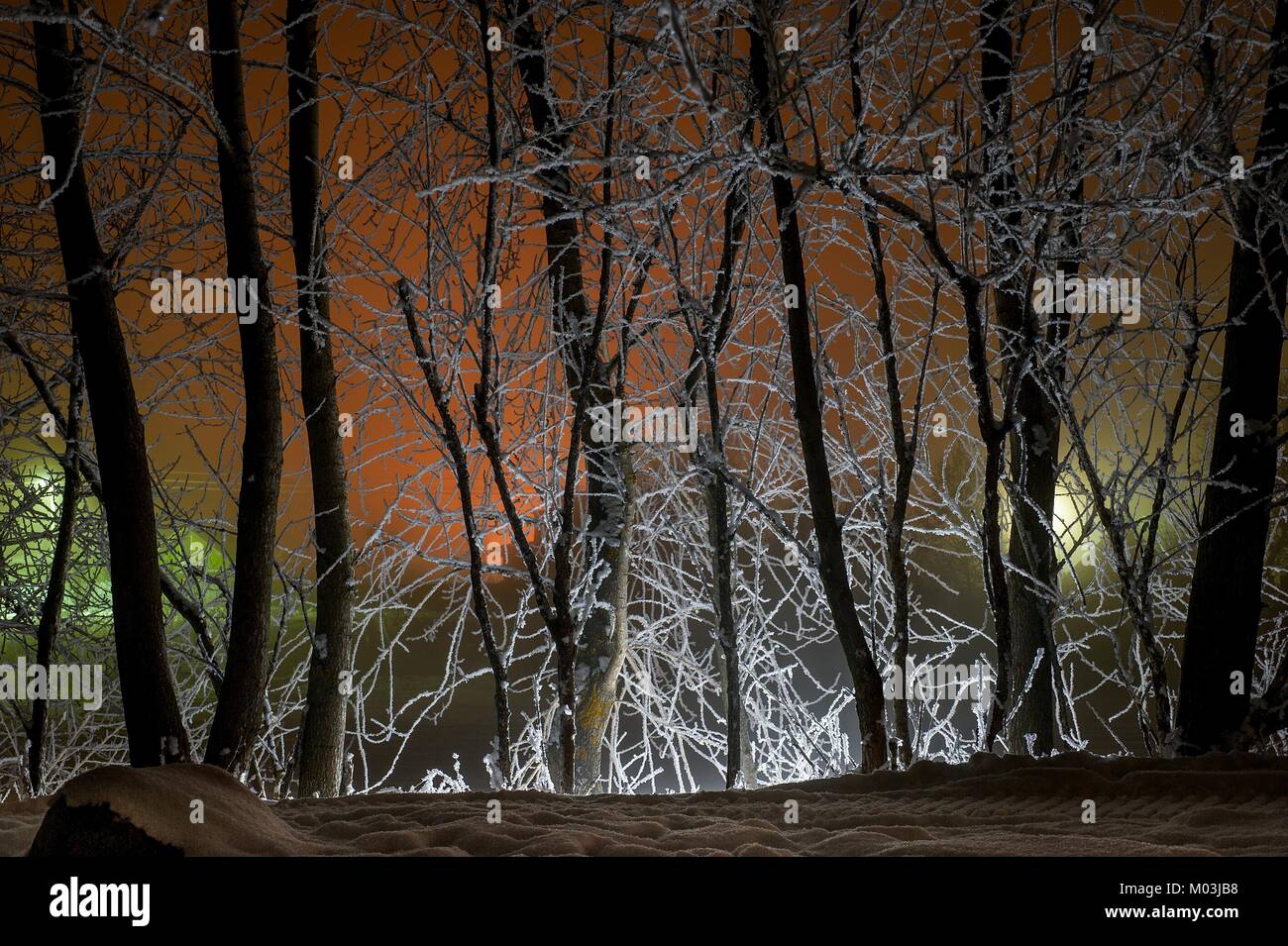 Silhouetten der Stämme der Bäume in der Nacht in die allgemeine Beleuchtung. Winter Stockfoto