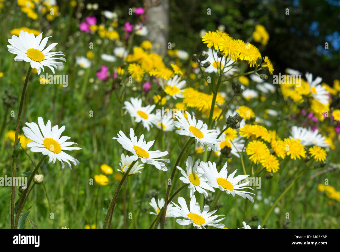 Sommer wild wachsenden Blumen am Straßenrand, England, UK. Stockfoto