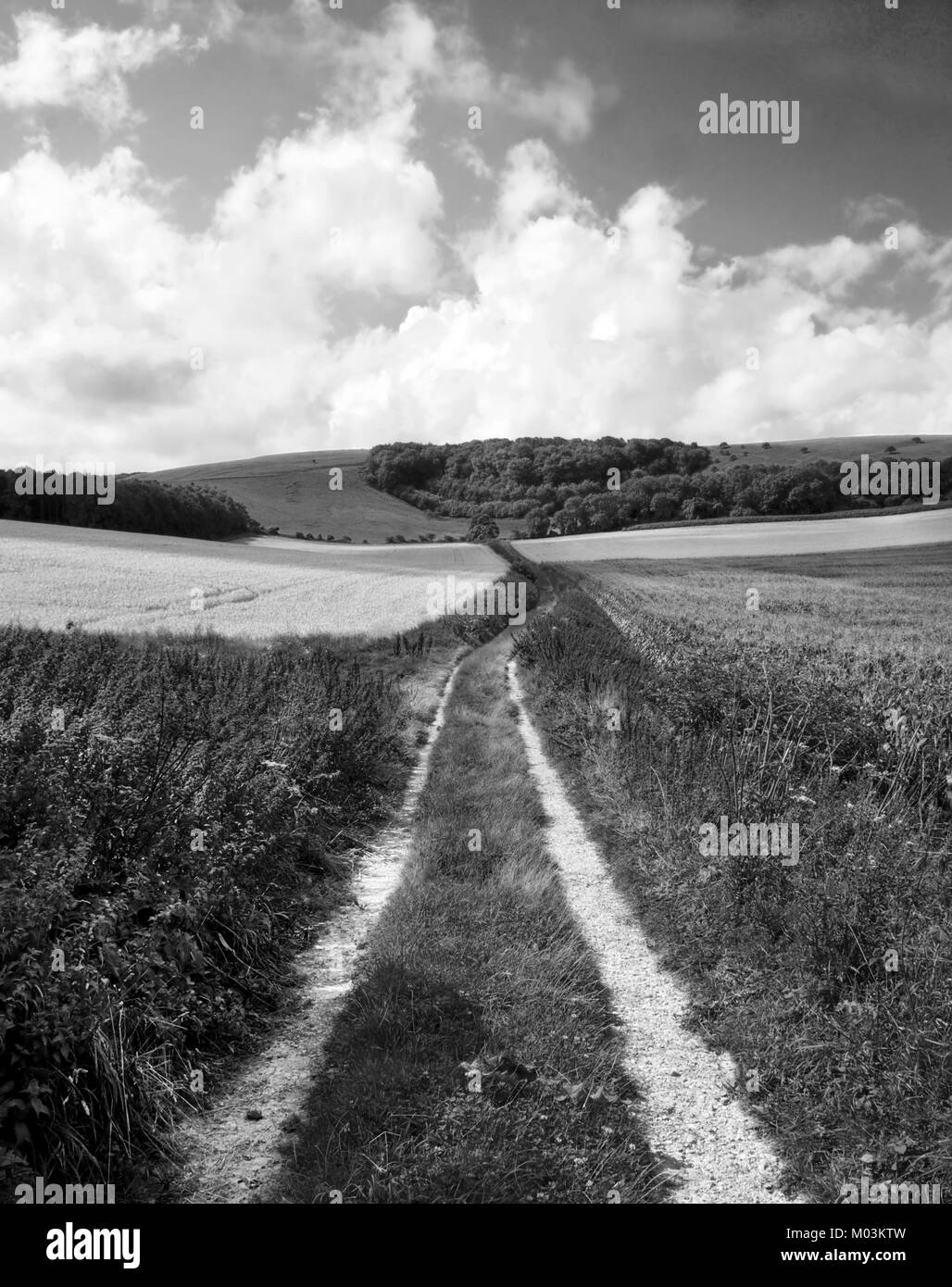 South Downs, East Sussex, Großbritannien, einer ländlichen Track mit Gras in der Mitte und Kies Radspuren auf jeder Seite, von großen im Vordergrund d Stockfoto
