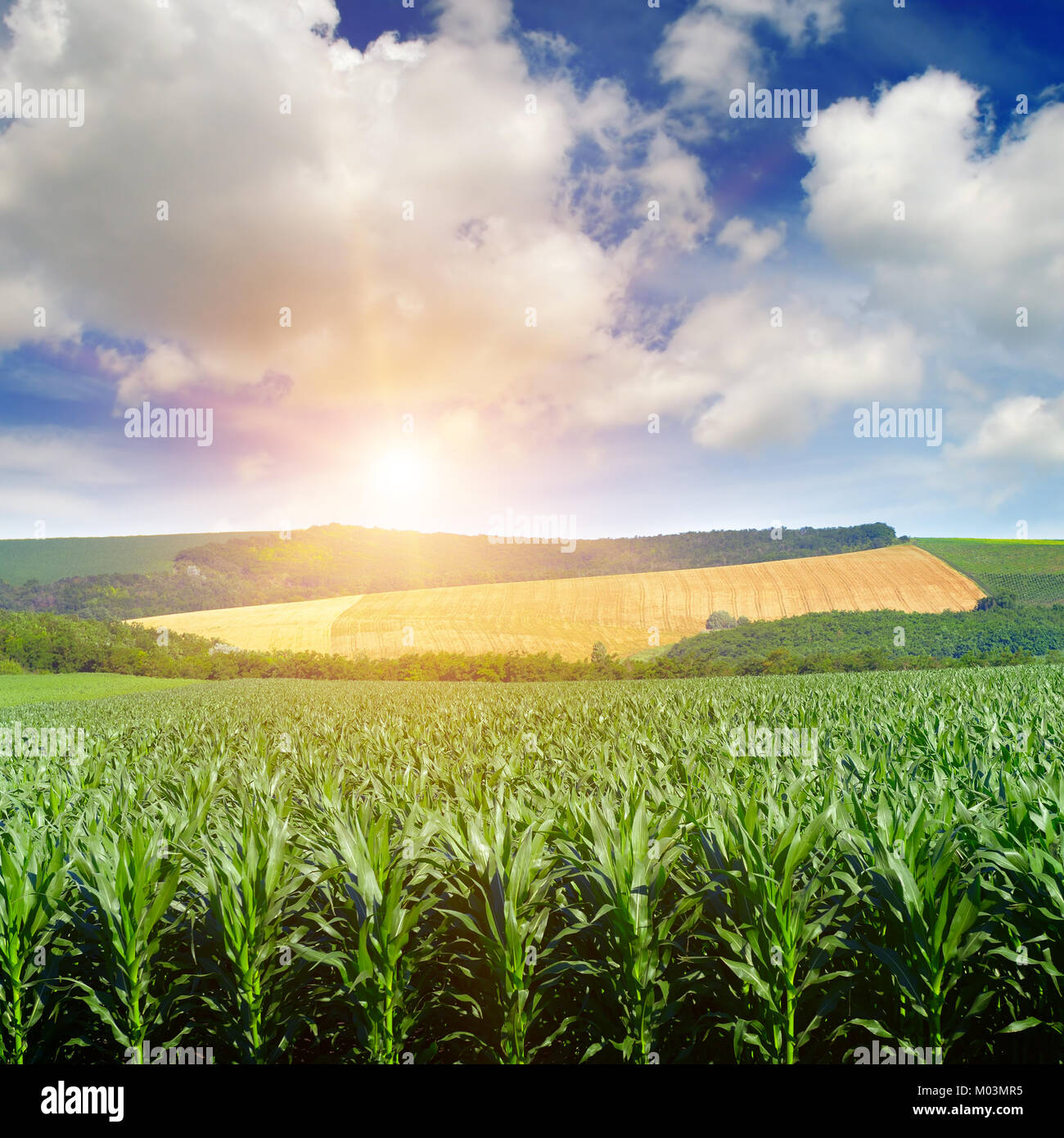 Helle Sonne über Feld von Mais. Frühling Landschaft. Stockfoto