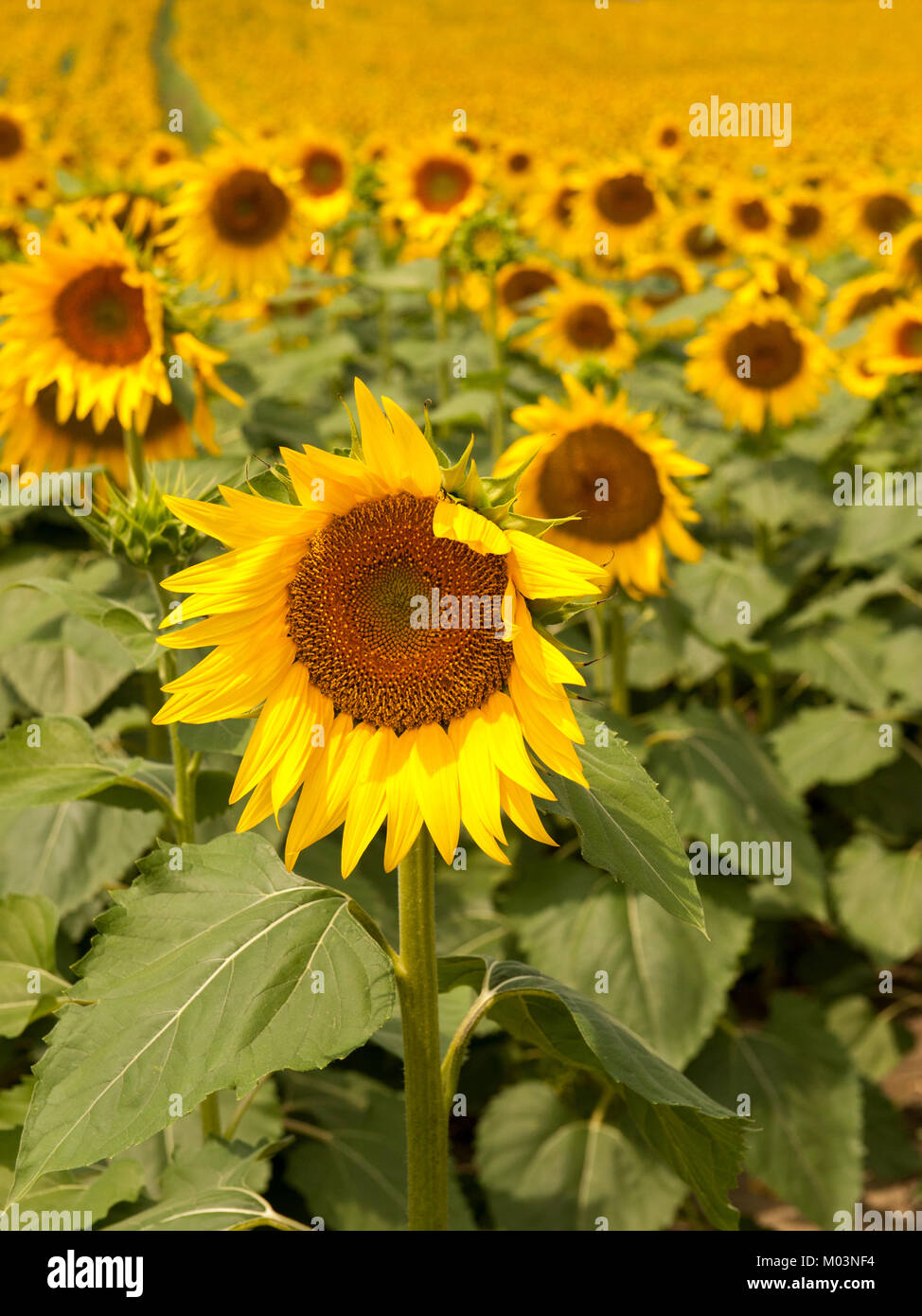 Ein lebendiges Sonnenblumenfeld zieht sich in die Ferne, mit einer markanten Sonnenblume im Vordergrund, die die Wärme und Schönheit eines Sommers einfängt Stockfoto