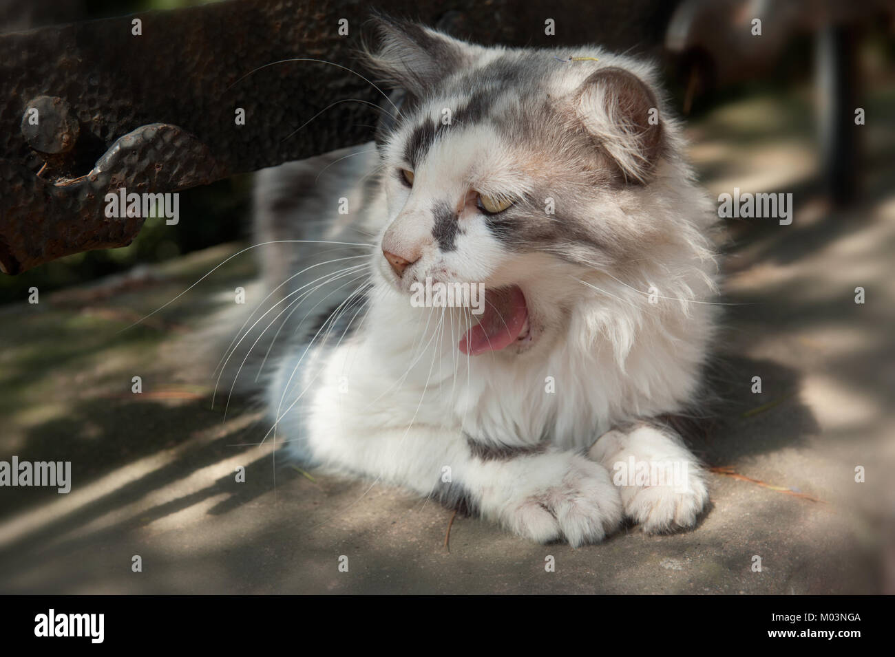 Tabby streunende Katze gähnen, Katzen von Istanbul Stockfoto