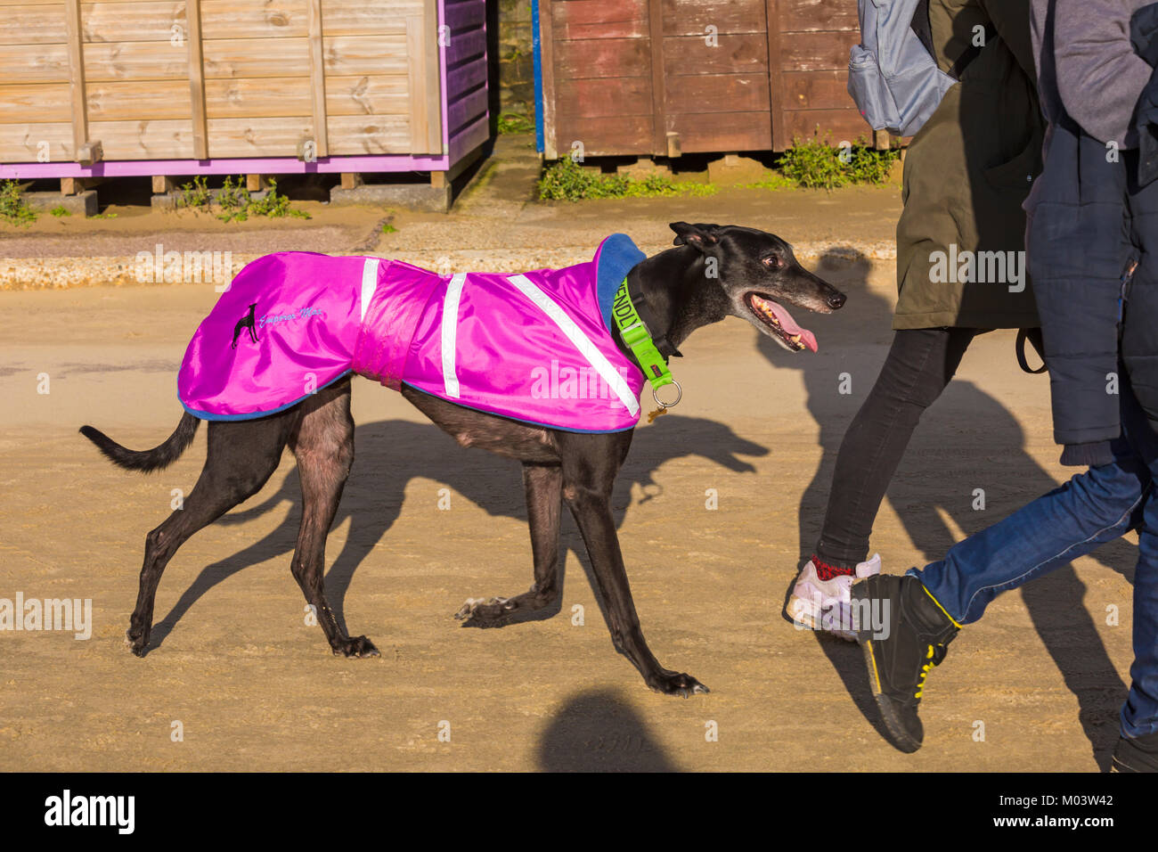 Bournemouth, Dorset, Großbritannien. 18 Jan, 2018. UK Wetter: ein schöner sonniger Tag am Strand von Bournemouth. Gassi! Paar nehmen eine Ex-racing Greyhound für einen Spaziergang entlang der Promenade - die Ex racing Greyhound mit freundlichen am Kragen ist wahrscheinlich von Poole Stadion zurückgezogen zu werden und sich für den Ruhestand. Credit: Carolyn Jenkins/Alamy leben Nachrichten Stockfoto