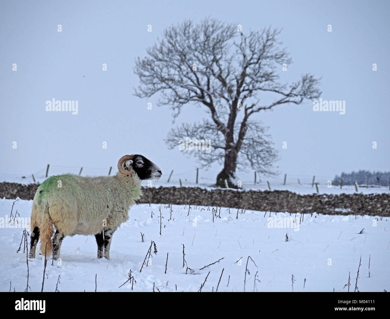 Crosby Ravensworth, Eden Valley, Cumbria, Großbritannien. 18. Januar, 2018. einsame Schafe Kämpfe zu finden Beweidung unter einer Decke des Schnees in Cumbria Credit: Steve Holroyd/Alamy leben Nachrichten Stockfoto